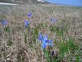 #8: Spring in the Karackach Pass