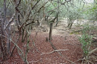 #1: View from the confluence towards the north