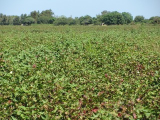 #1: General view
