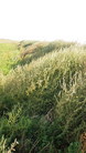 #7: Cerco de terribles abrojos. Burrs fence