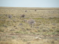 #9: Rheas near the Confluence Point