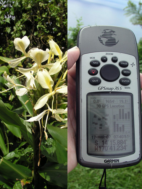 Among the ginger plants, the GPS shows we were a long way from ten zeroes.