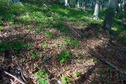 #5: The confluence point lies in a forest, near a ridgetop