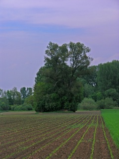 #1: The largest nearby tree, as seen from the point