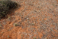 #5: Ground cover at the confluence point