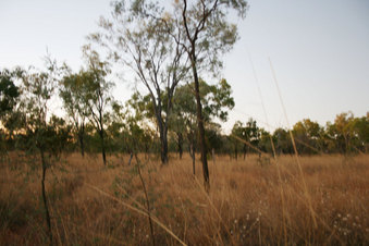 #1: View of the confluence, which is in front of and to the right of the tree in the foreground