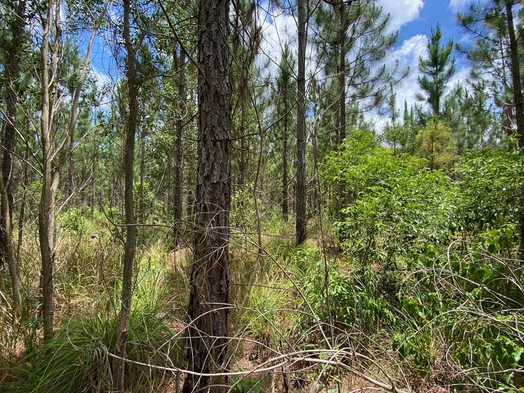 #1: The confluence point lies within a commercial pine forest.  (This is also a view to the North.)