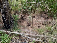 #5: Ground cover at the confluence point