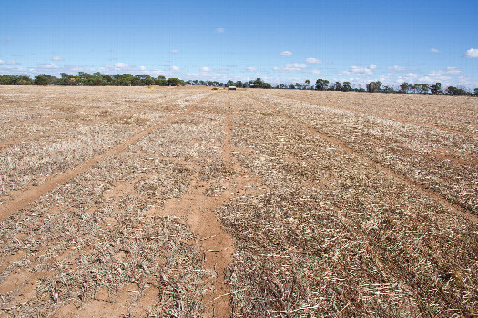 #1: The confluence point lies in a large farm field (currently fallow).  This is also a view to the West, towards some farm buildings.