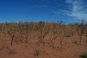 #5: Confluence looking West