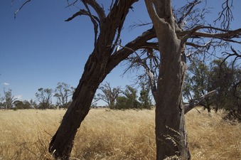 #1: View South (of the two dead tree trunks)