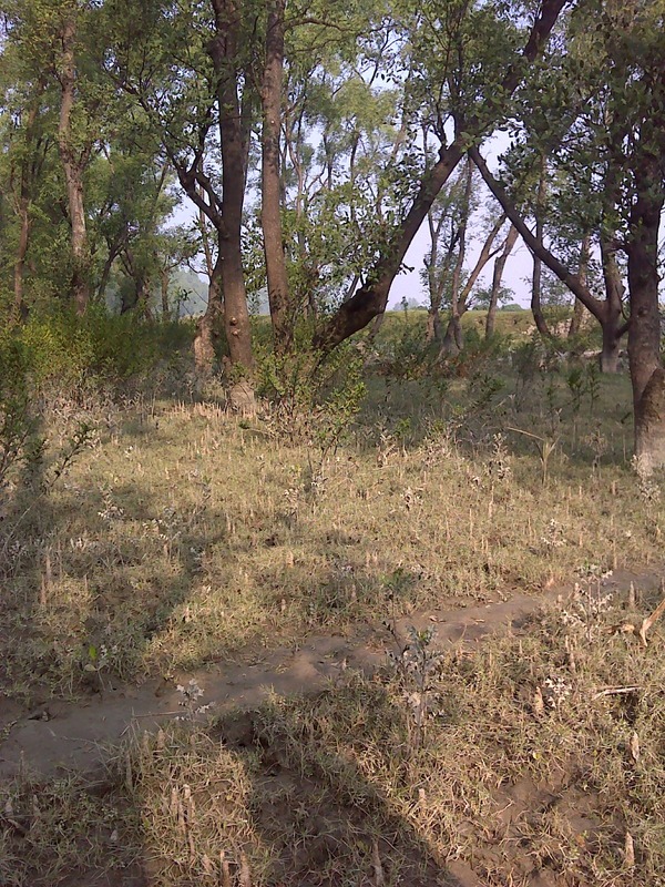 Mangrove Forest one