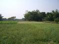 #5: Looking West from the confluence