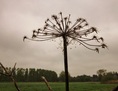 #7: Dried stem of a giant hogweed