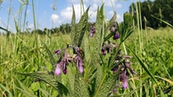 #11: Comfrey / Beinwell