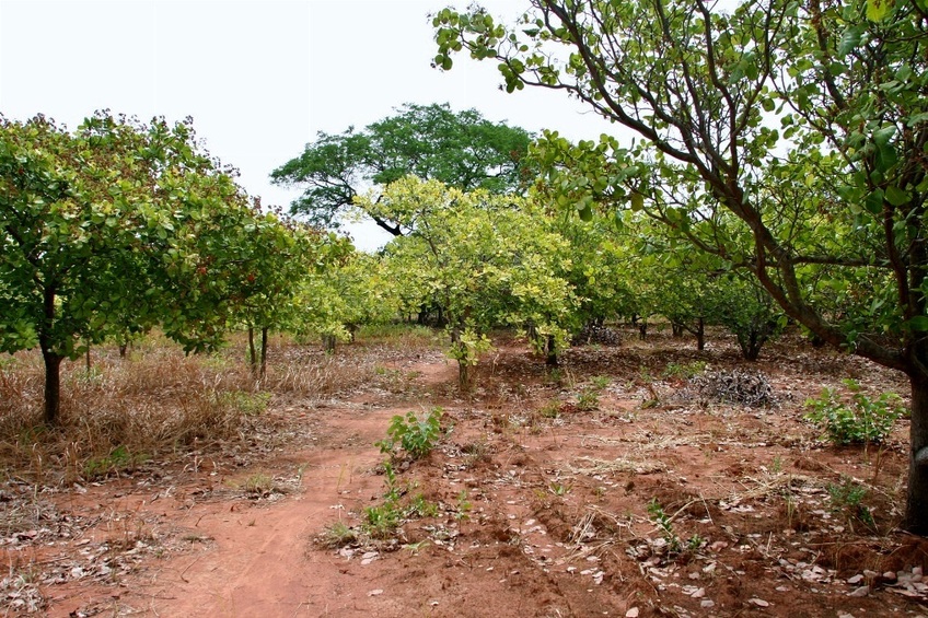 View to the South