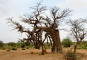 #8: Strange baobab
