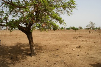 #1: The point just beside a Piliostigma tree