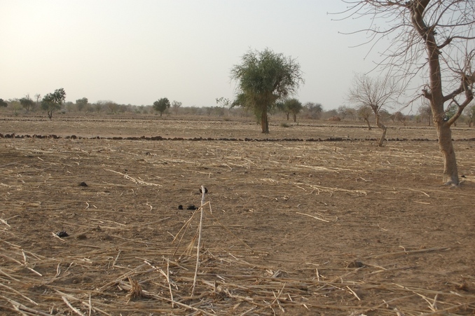 Truck at treeline (on left), GPS in tree (right), millet stalks on point