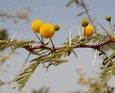 #8: Flower of acacia