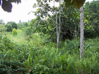 #1: The general area of the confluence. The confluence was logged close to the Tarap tree in the center of the picture.