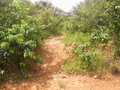 #7: Início da caminhada a 180 metros da confluência - beginning of walking 180 meters close to the confluence