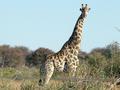 #7: Giraffe