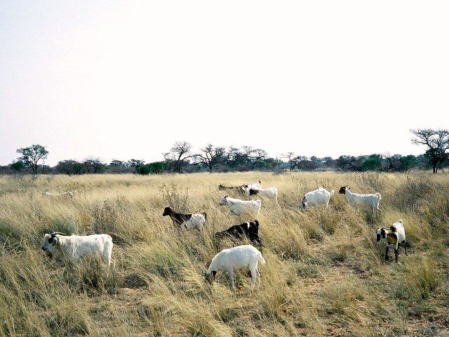 Botswana road hazard