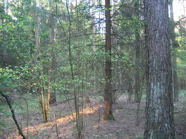 The Confluence - View to the East