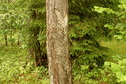#5: Damaged pine