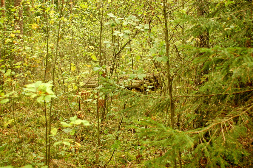 Timber heap (as it was seen in previous visit?) / Древесина (по-видимому, с прошлого посещения)