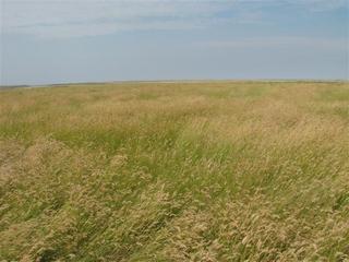 #1: View North with the top of the South Saskatchewan River Valley just visible in the distance.