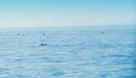 #5: My convoy of seals - or is it the Loch Ness Monster?
