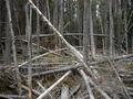 #4: Edge of forest