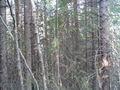 #6: Looking west from the confluence