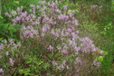 #6: Flowering shrub near the point