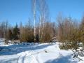 #8: Trails in open woods about 400m from the confluence