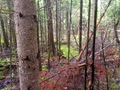 #5: View West