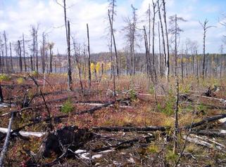 #1: 50north 93west with small lake in the background