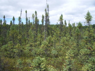 #1: Vue vers le Nord de la confluence / View to the North side of the point