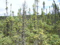 #4: Vue vers l'Ouest de la confluence / View to the West side of the point