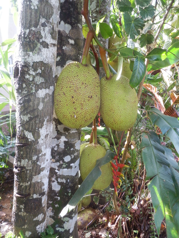 Jackfruit