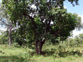#5: Confluence tree