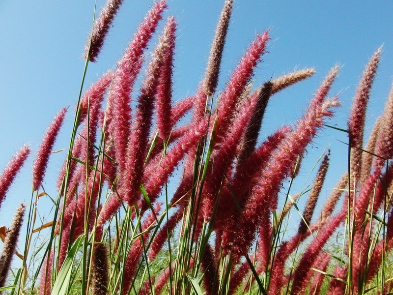 Kind of grass growing beside the field