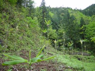 #1: Facing west from the confluence, in a small field of "houpo", or official magnolia (Magnolia officianalis), commonly grown in China for the medicinal qualities of its bark