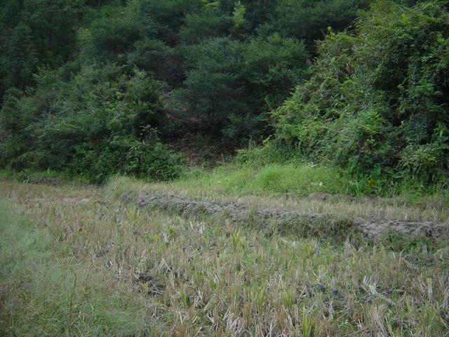 Confluence in top centre of photo in small plantation of trees; recently harvested rice paddies in foreground