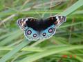 #10: Exquisitely coloured butterfly.