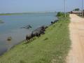 #2: Dirt road running alongside waterway
