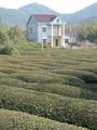 #10: Tea plantation