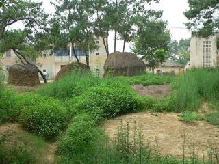 #1: Looking west from just outside thicket, Jiangge Village.